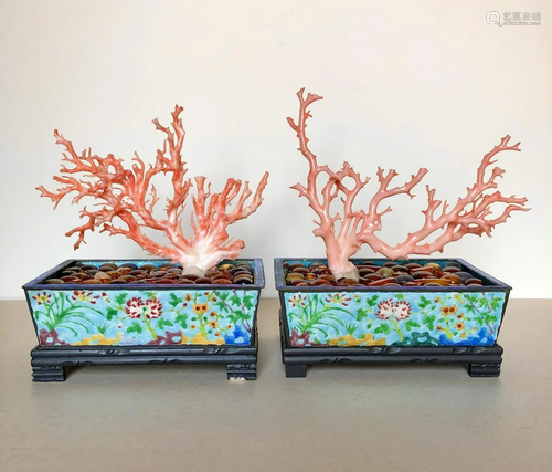 A Pair of Natural Coral Branches Display in Enamel Pots