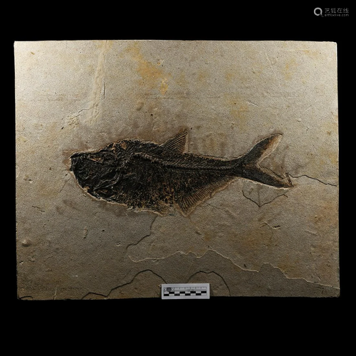 Large Green River Fossil Fish Plate