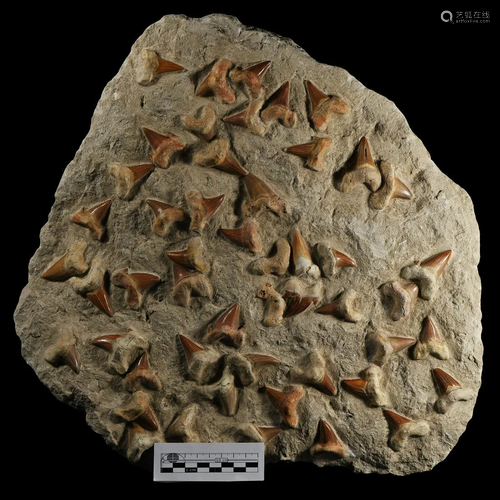 Large Otodus Shark Teeth Display Matrix