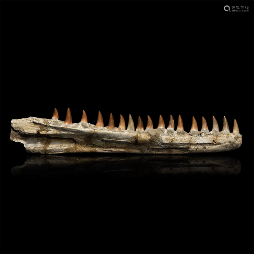 Natural History - Mosasaur Fossil Lower Jaw