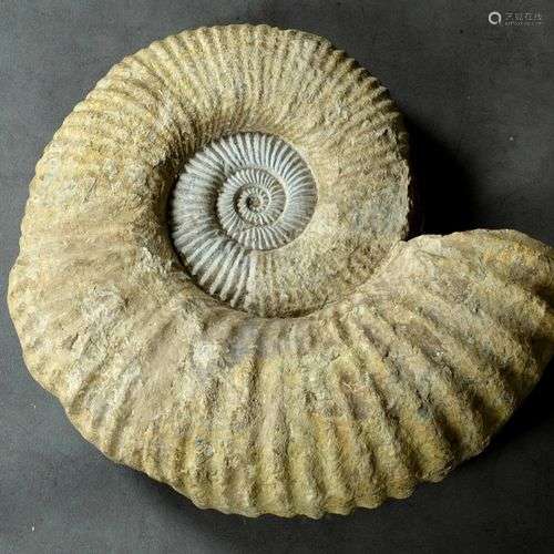 Grande Ammonite fossilisée.