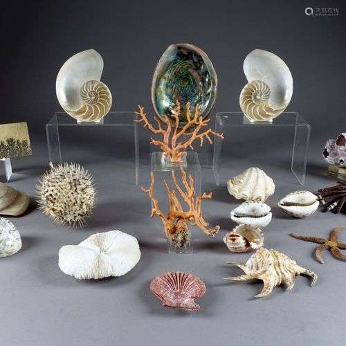 Collection de coquillages, ammonites, coraux, etc.