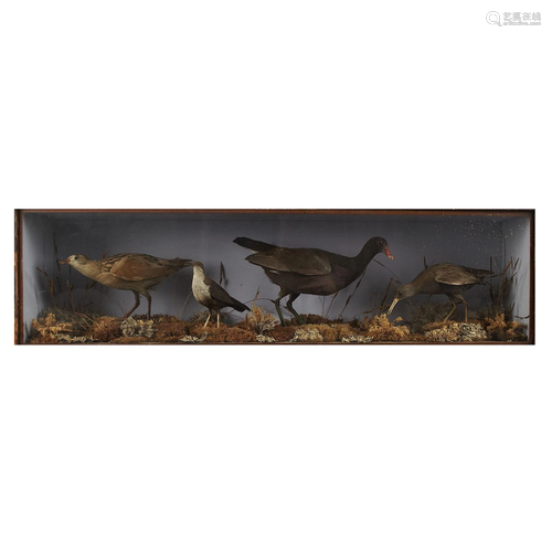 Y CASED TAXIDERMY WATERBIRDS, BY JOHN LEADBEATER …