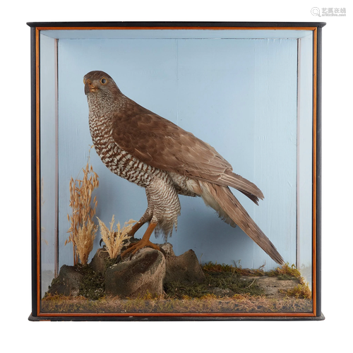 Y TWO CASED TAXIDERMY BIRDS OF PREY EARLY 20TH CENTURY