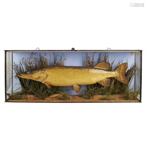 Y CASED TAXIDERMY PIKE, BY J. COOPER & SONS 19TH