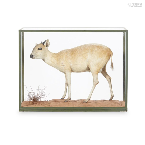 Y CASED TAXIDERMY RED FOREST DUIKER ANTELOPE 20TH