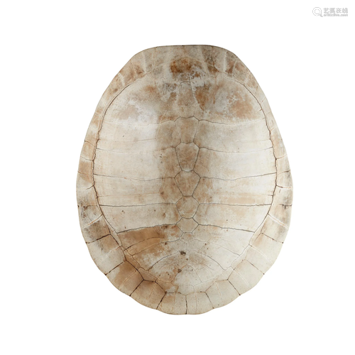 Y BLOND SEA TURTLE SHELL 19TH CENTURY