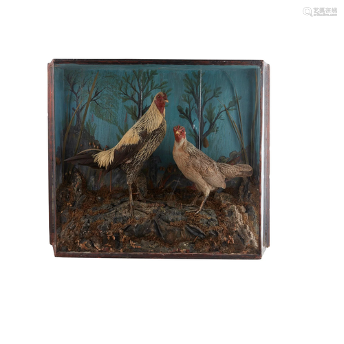 Y THREE CASED TAXIDERMY BIRD SPECIMENS 19TH CENTURY