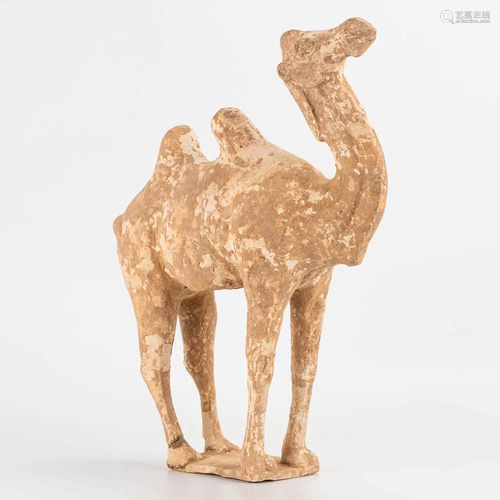 A Chinese terracotta figurine of a camel, Tang Dynasty.