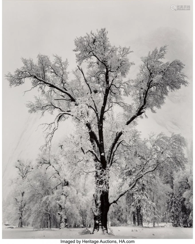 Ansel Adams (American, 1902-1984) Oaktree, Snows