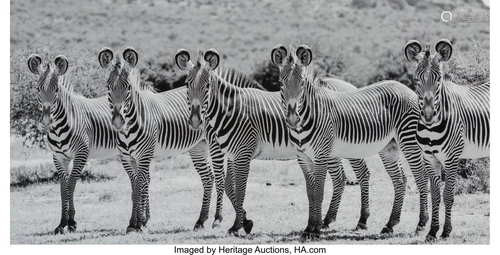 Raphael Mazzucco (Canadian, 1965) Zebras, 2019 O