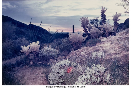 Len Jenshel (American, 1949) Saguaro National Mo