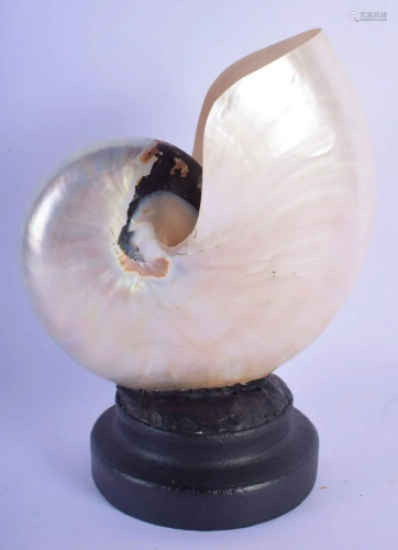 A NAUTILUS SHELL on stand. Shell 15 cm x 13 cm.