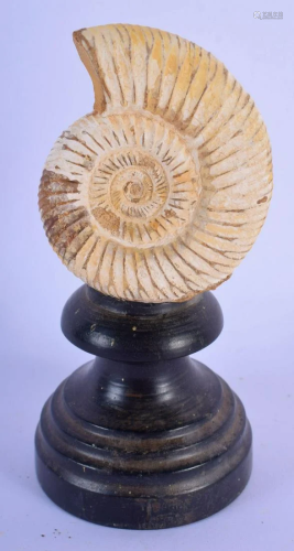 AN AMMONITE SHELL on stand. Shell 7.5 cm x 7 cm.
