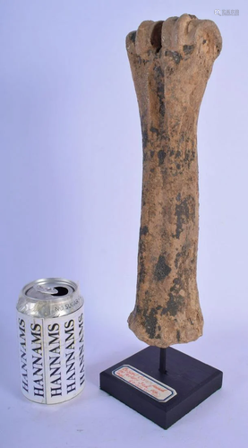 AN EARLY FOSSILISED BISON BONE approximately 60,000