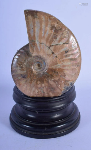 AN EARLY AMMONITE FOSSIL. Fossil 11 cm x 8 cm.