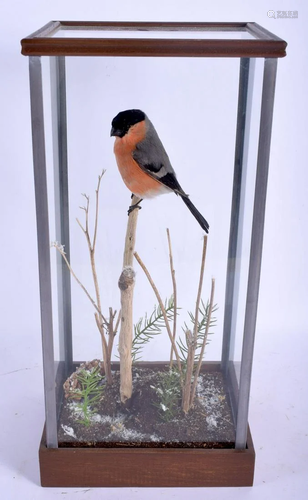 A TAXIDERMY BULLFINCH within a naturalistic settling.