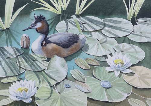 Noel William Cusa (1909-1990), watercolour, Grebe Parenthood...