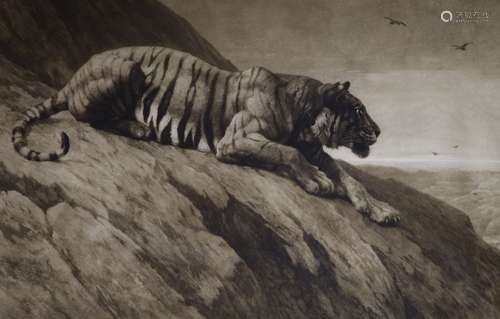 Herbert Thomas Dicksee (1862-1942), etching, Stalking tiger,...