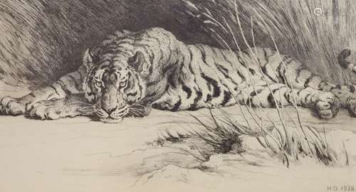 Herbert Dicksee (1862-1942), engraving, Tiger in the grass, ...