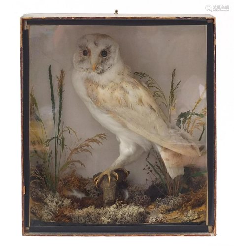 Taxidermy glazed display of a snowy owl amongst