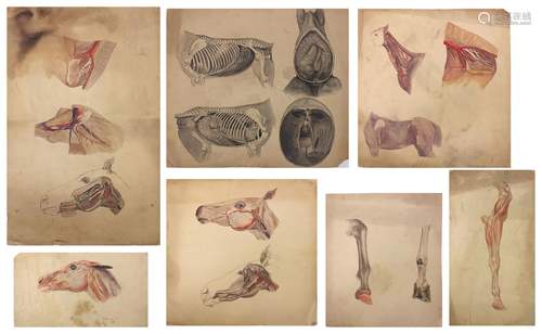 Medical horse studies, seven watercolours on paper laid