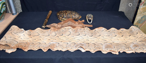 A large snake skin, turtle shell, alligator head and a