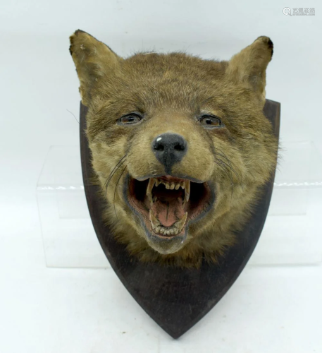 A taxidermy foxes head 23cm.