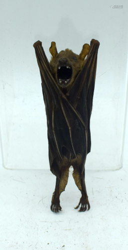 A rare taxidermy bat 12cm.