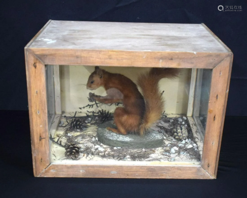 A cased taxidermy of a red squirrel 29 x 41 x 31cm.