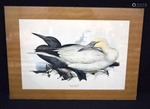 A 19th century coloured lithograph of a Solan Gannet by