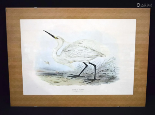 A 19th century coloured lithograph of a little Egret