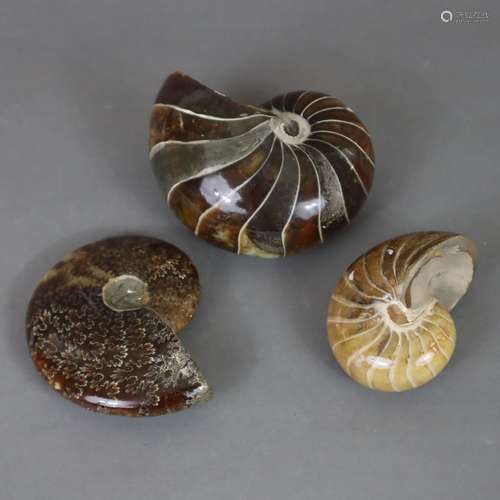 Assortiment de fossiles - trois ammonites, la plupart taillé...