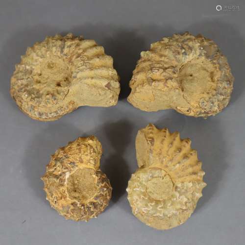 Assortiment de fossiles - quatre ammonites fossiles, h.ca.4,...