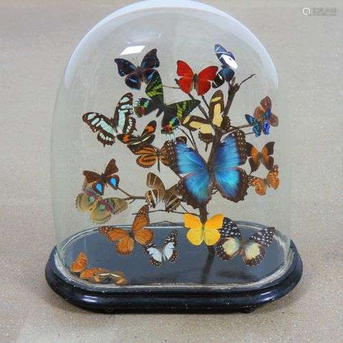 Papillons Composition sous globe de papillons multicolores r...