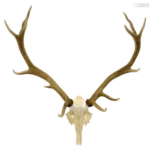 Antlers/Horns: European Red Deer (Cervus Elaphus)