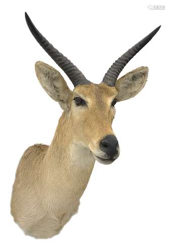 Taxidermy: Reedbuck (Redunca Arundinium)