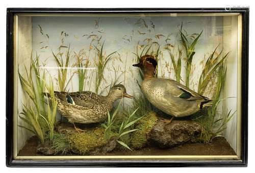 Taxidermy: pair of Green Wing Teal Ducks (Anas Carolinensis)