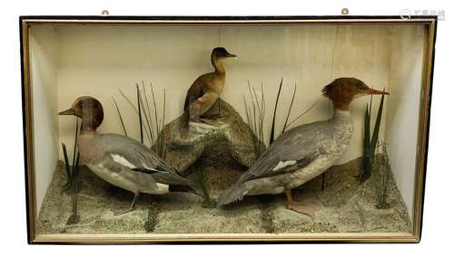 Taxidermy: female Goosander (Mergus Merganser)