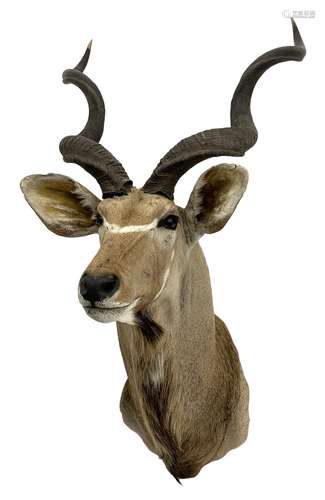 Taxidermy: Greater Kudu (Tragelaphus Strepsiceros)