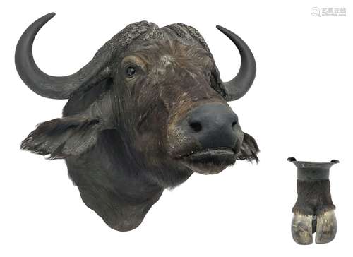 Taxidermy: African Cape Buffalo (Syncerus Caffer)