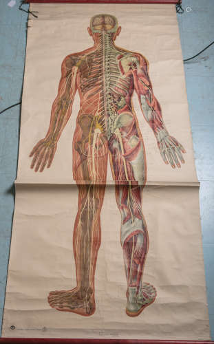 Anatomieplakat, menschliches Nervensystem