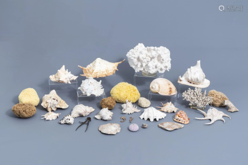 A beautiful collection of shells and sea finds, various