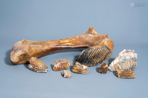 A mammoth bone and some fragments of fossilized molars,
