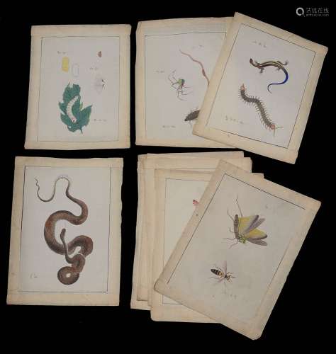 Eleven early 20th c. Japanese mostly entomological natural h...
