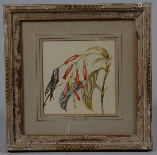 Renato CATALDI (c.1909-1981) Beya-flor Deux aquarelles et go...