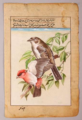 A 19TH/20TH CENTURY INDIAN MINIATURE PAINTING OF BIRDS, with...