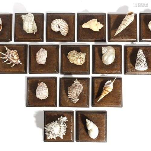 SEIZE SEASHELLS 20TH CENTURY chacun monté individuellement s...