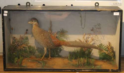 A taxidermy specimen of an Golden Pheasant, in a naturalist ...