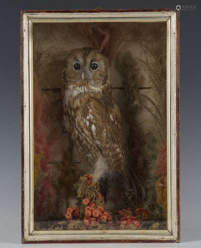 A late Victorian taxidermy specimen of an owl, mounted withi...